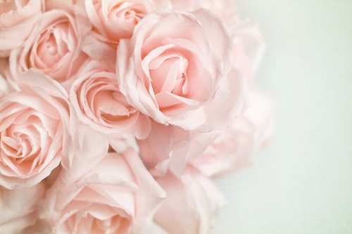 Фото Розовые розы