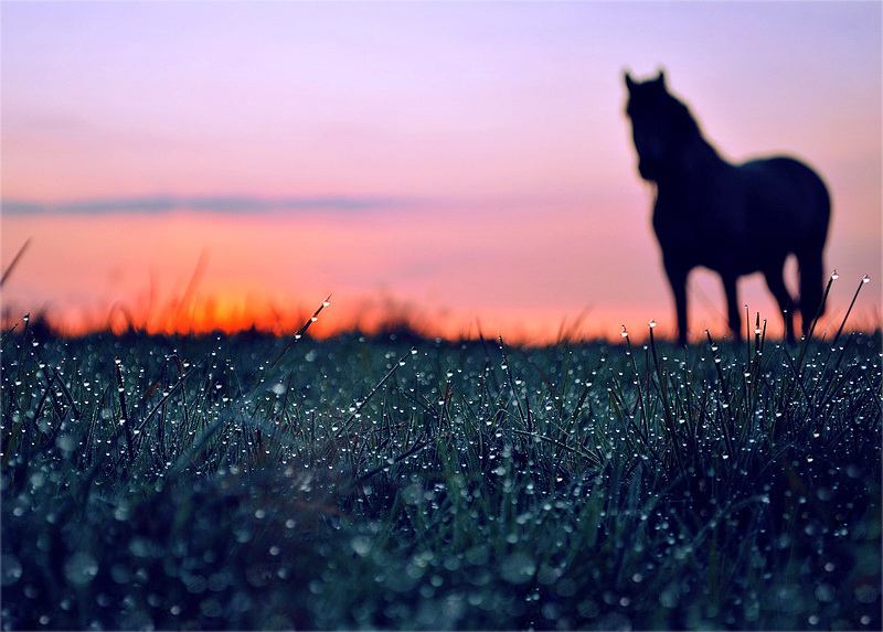 Фото Раннее утро, на покрытом росою лугу пасётся сонная лошадь