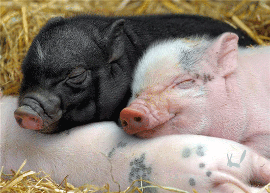 Две довольные свинки лежат на боку третьей