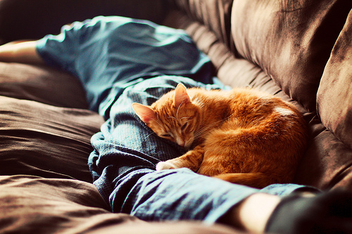 Фото Рыжий кот лежит на спящем парне