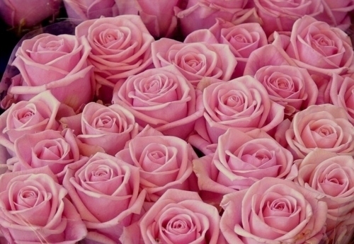 Необыкновенные розы фото