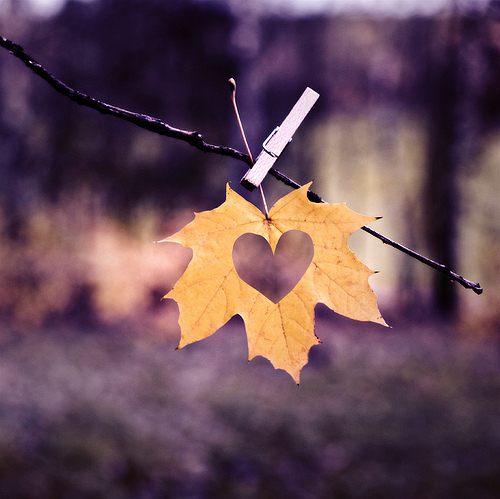 Фото Кленовый желтый лист с сердечком висит на прищепке на ветви