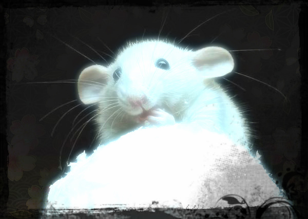 Фото Белая крыса ест сахарную вату