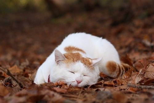 Фото Кот сладко спит на осенней листве