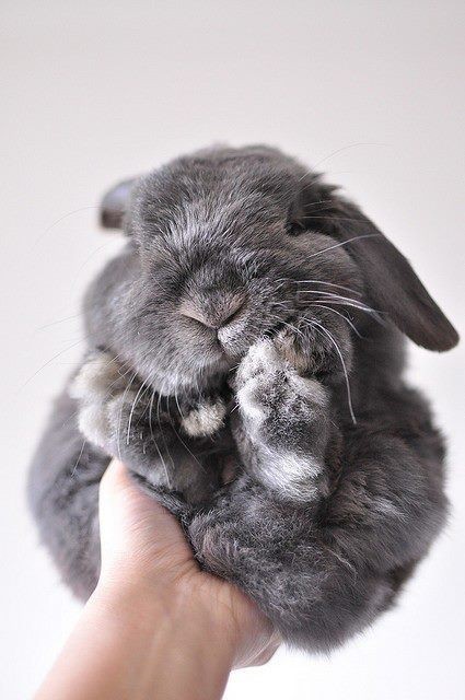 Фото Серый кролик поджал лапки и сидит на руке