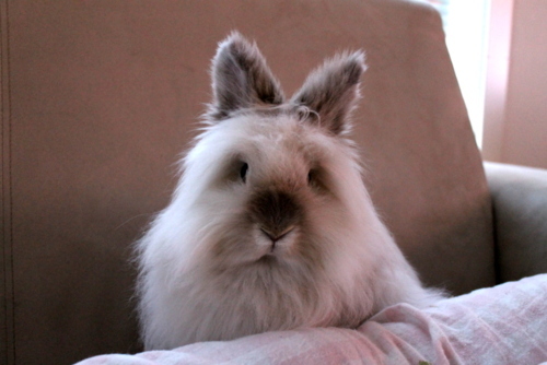 Ангорский кролик фото