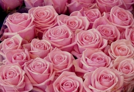 Розовые розы на кровати