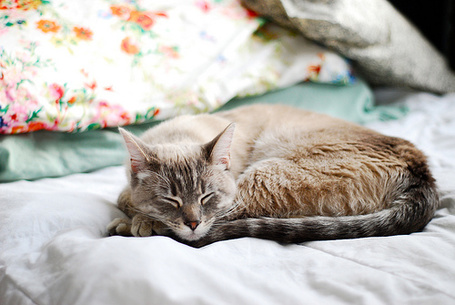 Кот и спинка кровати