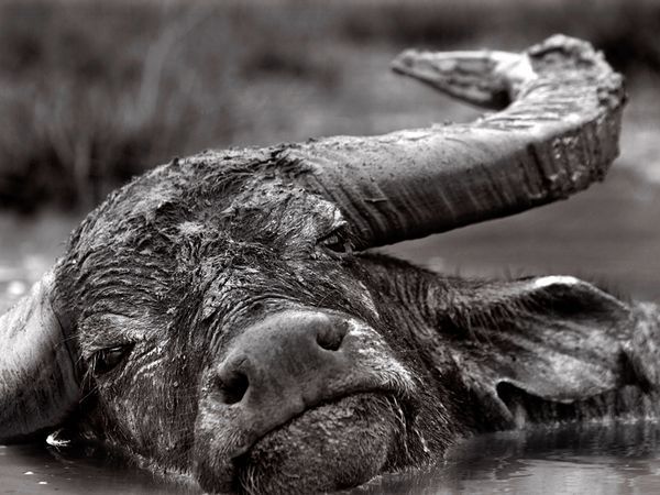 Фото Огромный буйвол в воде, Индонезия / Indonesia, National Geographic 2011