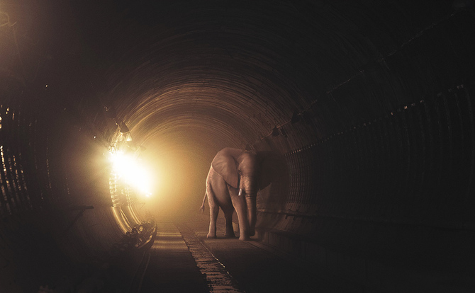 Фото Слон в метро, художник Дмитрий Максимов с философским взглядом на жизнь