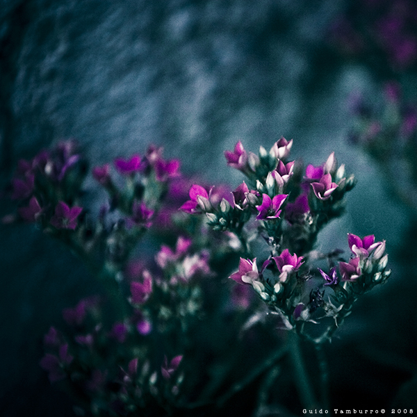 Фото Маленькие фиолетовые цветы, фотограф Guido Tamburro