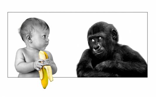 Фото Ребенок с бананом и шимпанзе