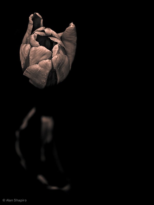 Фото Раскрывающийся бутончик тюльпана, фотограф - Alan Shapiro