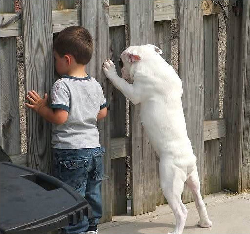 Фото Мальчик и собака подсматривают через забор