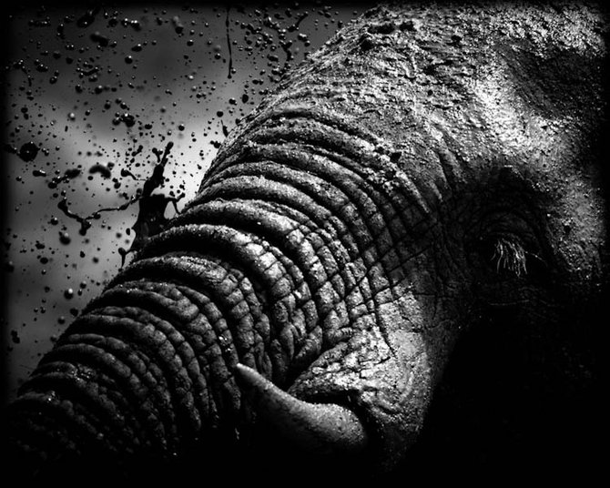 Фото Грязевая ванна слона, фотограф-анималист - Laurent Baheux
