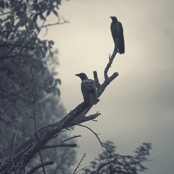 Фото Две птахи, сидящие на ветке дерева, фотограф - Nick Lisitsin