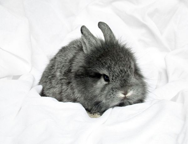 Маленький серый кролик. Маленькие кролики. Черный зайчик. Кролик серо белый.
