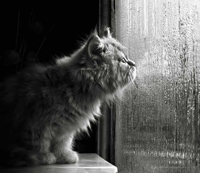 Фото Кот, смотрящий в запотелое окно