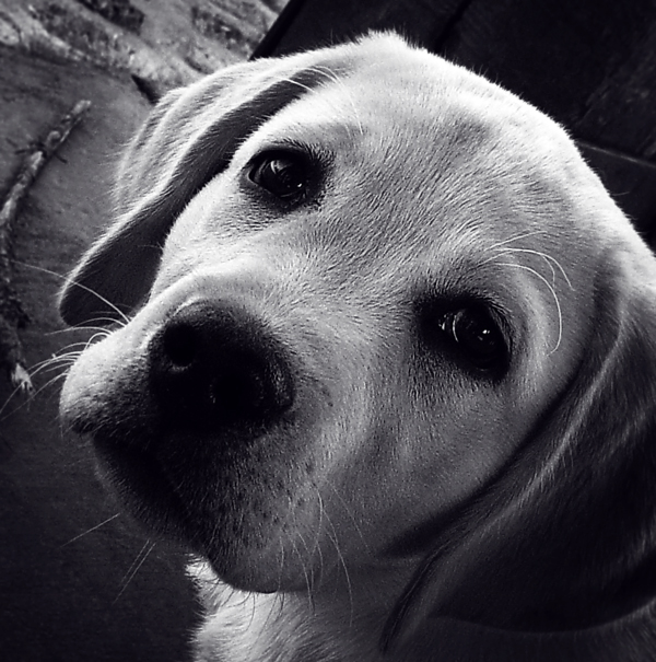 Фото Собака с грустными глазами