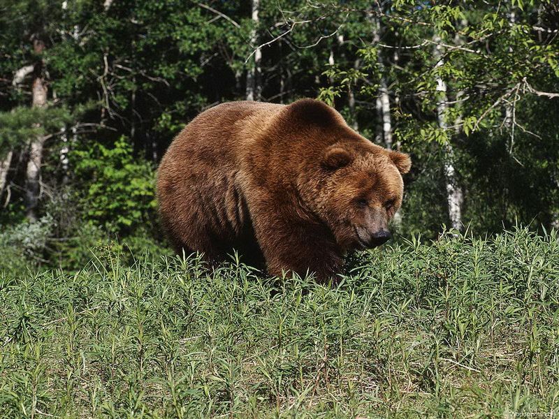 Фото Бурый медведь в лесу