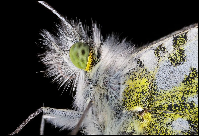 Фиалка ночная бабочка фото и описание