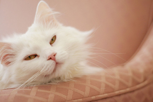 Фото Ленивый белый кот на диване