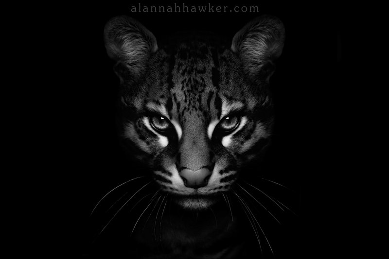 Фото Серьёзный леопард,фотограф -Alannah Hawker