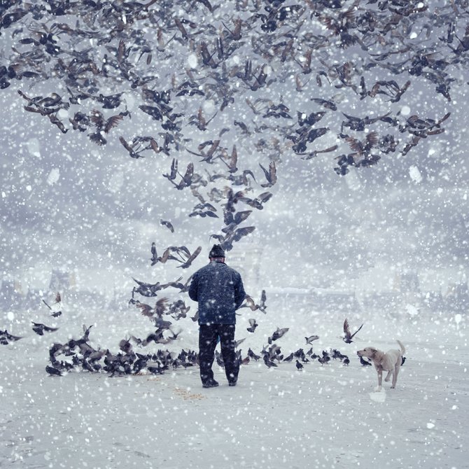 Фото Мужчина кормит большую стаю голубей