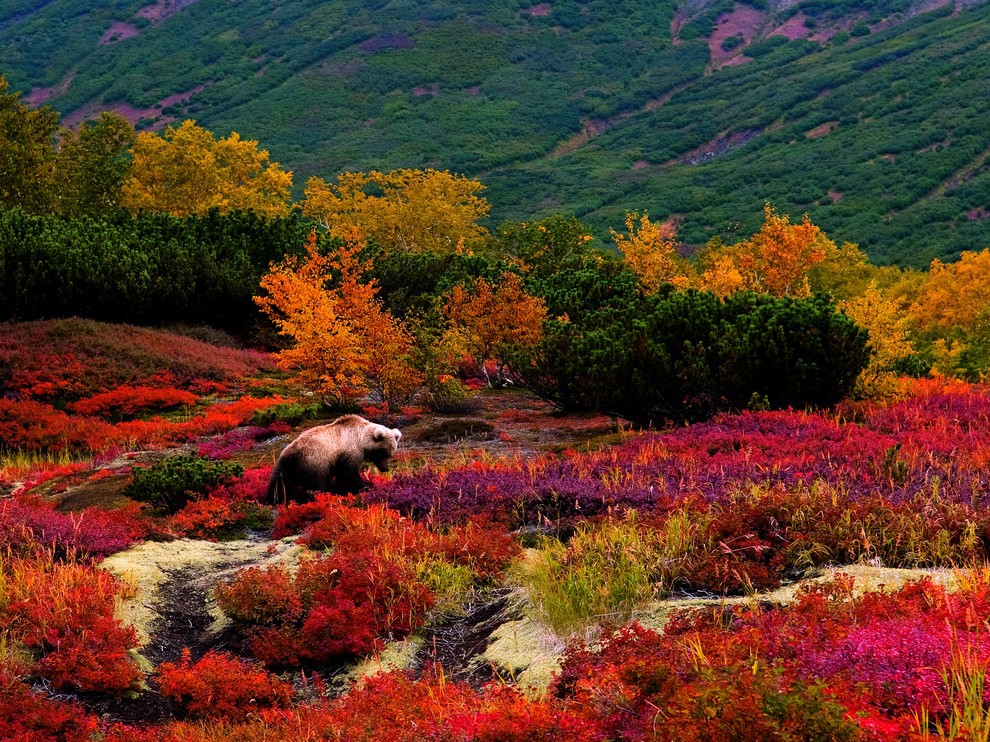 Фото Бурый медведь в осеннем лесу в горах