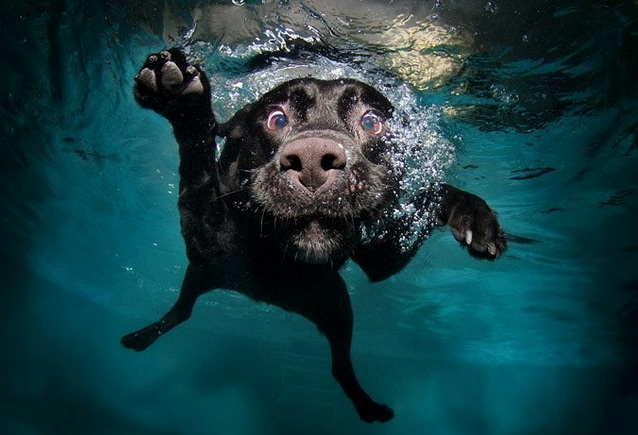 Фото Лабрадор под водой