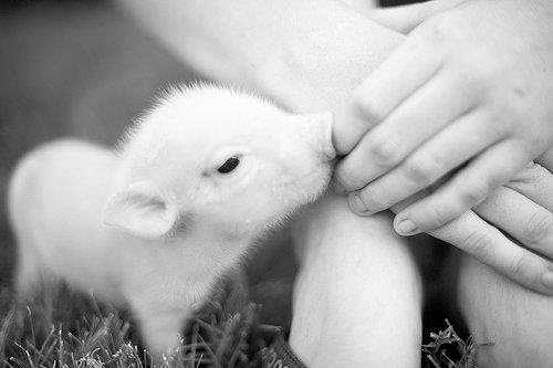 Милая свинка касается носиком руки