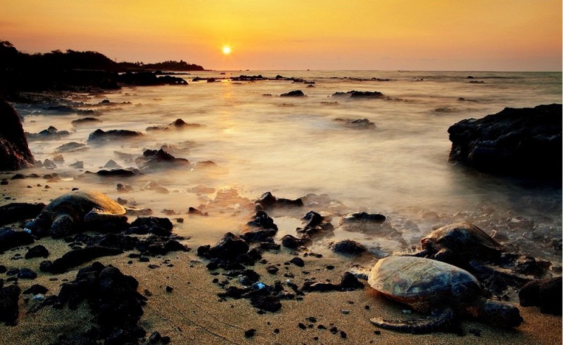 Фото Черепаха выползающая из моря в свете заката