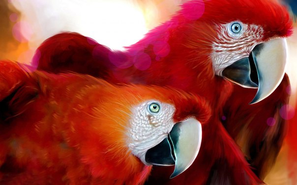 Фото Два красных попугая ара