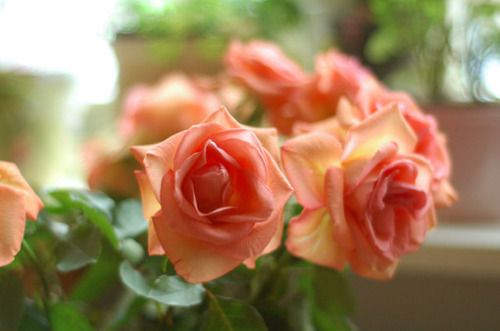 Фото Нежные розы