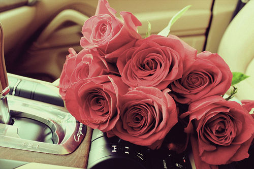 Розы в авто фото