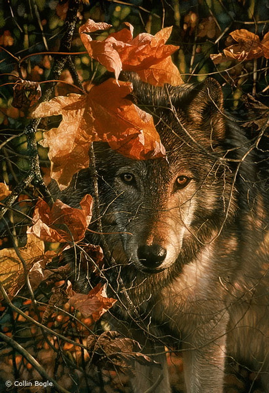 Фото Волк в лесу тёплым осенним днём, художник - Collin Bogle