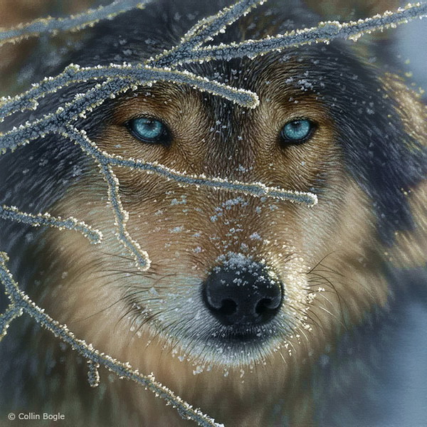 Фото Голубоглазый волк зимой, художник - Collin Bogle