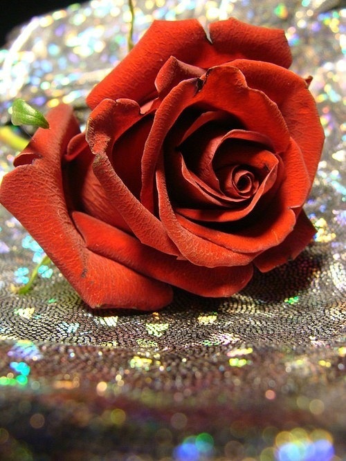 Фото Красная роза на блестящей ткани