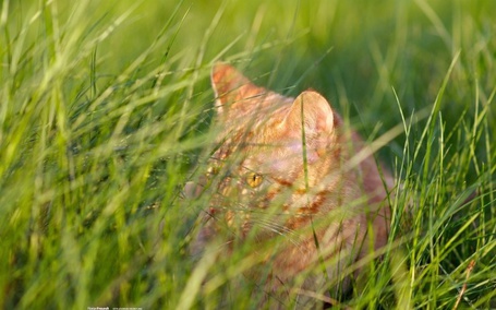 Рыжий кот прячущийся в траве без смс