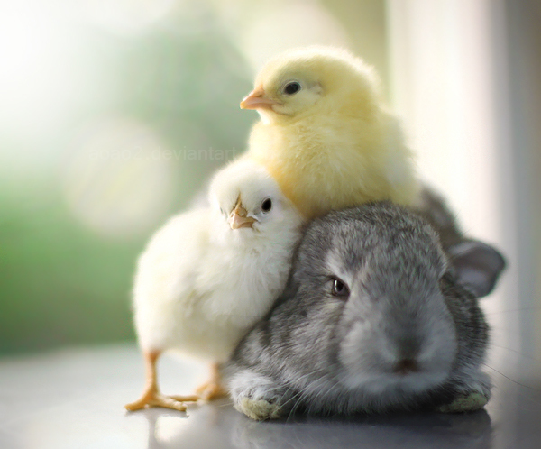 Фото Два цыпленка прижались к серому кролику, фотограф Essa Al Mazroee