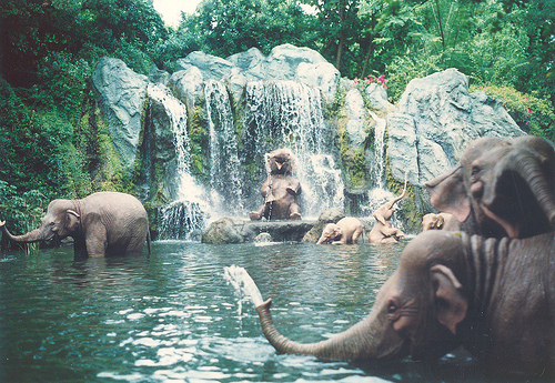 Фото Слоны купаются около водопада