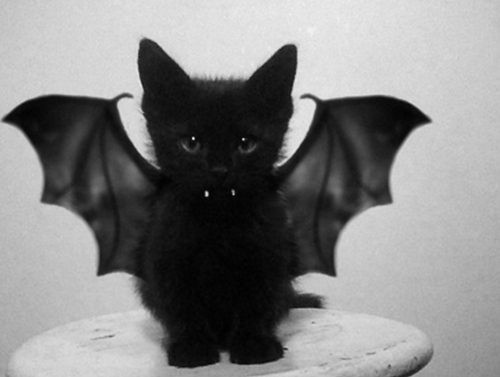Фото Черный котенок с крыльями и зубками вампира