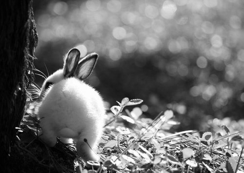Фото Белый кролик в траве