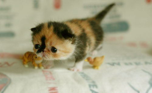 Фото Маленький котенок экзот с игрушечными утками