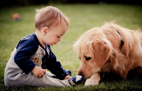 Фото Малыш играет с собакой