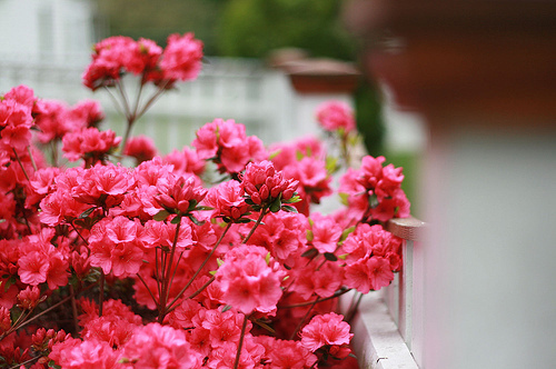 Фото Розовые цветы