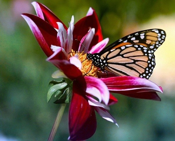 Фото Бабочка, сидящая на цветке