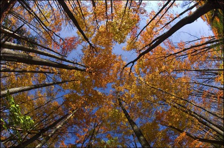 Фото Верхушки осенних деревьев на фоне неба