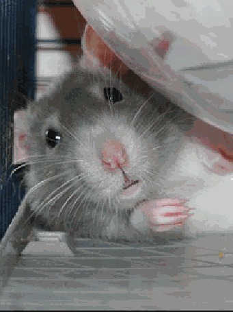 Двигающая мышь. Мышка гифка. Хомяк. Мышка Живая. Смешная мышь.
