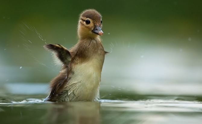 Фото Маленький утенок плещется в воде, фотограф Robert Adamec